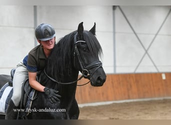 Friesen, Wallach, 3 Jahre, 160 cm, Rappe