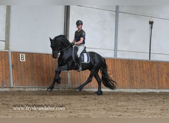 Friesen, Wallach, 3 Jahre, 160 cm, Rappe