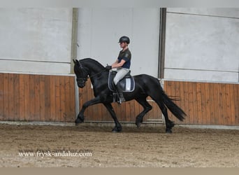 Friesen, Wallach, 3 Jahre, 160 cm, Rappe