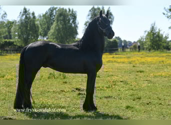 Friesen, Wallach, 3 Jahre, 160 cm, Rappe