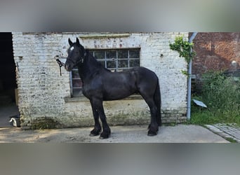 Friesen, Wallach, 3 Jahre, 160 cm, Schwarzbrauner