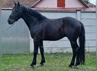 Friesen Mix, Wallach, 3 Jahre, 162 cm