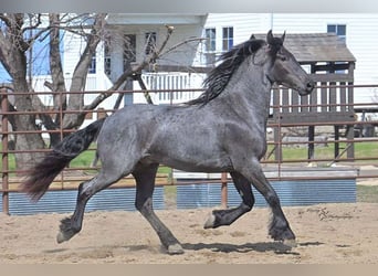 Friesen, Wallach, 3 Jahre, 163 cm, Roan-Blue
