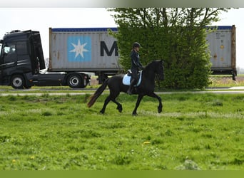 Friesen, Wallach, 3 Jahre, 164 cm