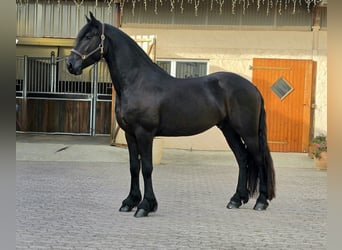 Friesen, Wallach, 3 Jahre, 164 cm, Rappe