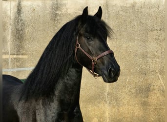 Friesen, Wallach, 3 Jahre, 164 cm, Rappe