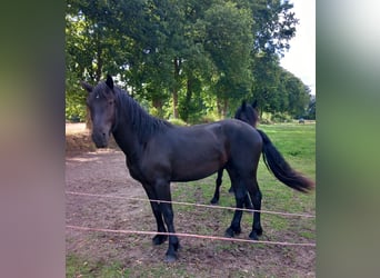 Friesen Mix, Wallach, 3 Jahre, 164 cm, Rappe