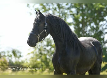 Friesen, Wallach, 3 Jahre, 165 cm, Rappe