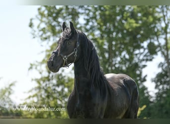 Friesen, Wallach, 3 Jahre, 165 cm, Rappe
