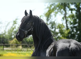 Friesen, Wallach, 3 Jahre, 165 cm, Rappe