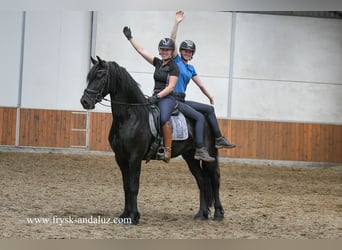 Friesen, Wallach, 3 Jahre, 165 cm, Rappe