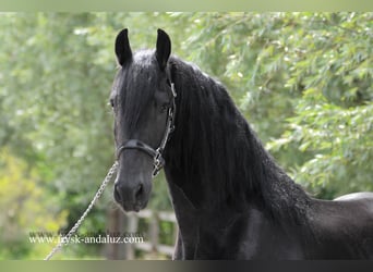 Friesen, Wallach, 3 Jahre, 165 cm, Rappe
