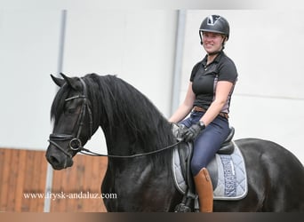 Friesen, Wallach, 3 Jahre, 165 cm, Rappe