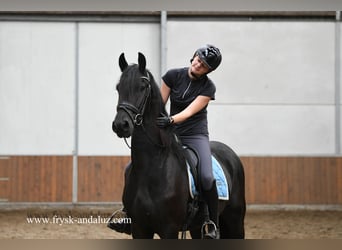 Friesen, Wallach, 3 Jahre, 165 cm, Rappe