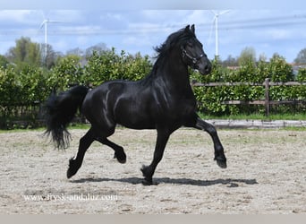 Friesen, Wallach, 3 Jahre, 166 cm, Rappe