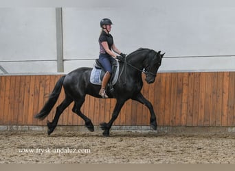 Friesen, Wallach, 3 Jahre, 166 cm, Rappe