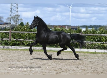 Friesen, Wallach, 3 Jahre, 166 cm, Rappe