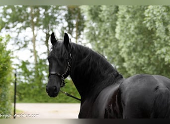 Friesen, Wallach, 3 Jahre, 166 cm, Rappe