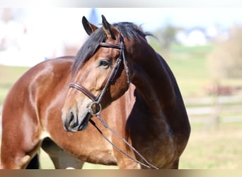 Friesen Mix, Wallach, 3 Jahre, 170 cm, Rotbrauner