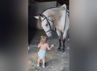 Friesen Mix, Wallach, 3 Jahre, Buckskin