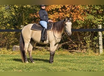 Friesen Mix, Wallach, 3 Jahre, Buckskin