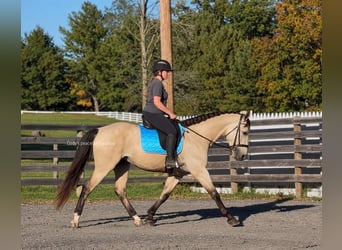Friesen Mix, Wallach, 3 Jahre, Buckskin
