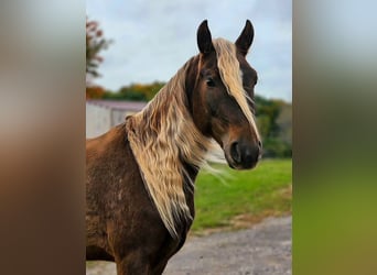 Friesen, Wallach, 3 Jahre, Champagne