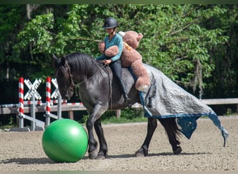 Friesen Mix, Wallach, 3 Jahre, Roan-Blue