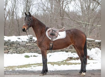 Friesen, Wallach, 3 Jahre, Rotbrauner