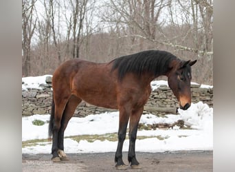 Friesen, Wallach, 3 Jahre, Rotbrauner