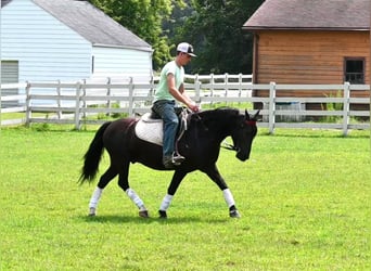 Friesen, Wallach, 4 Jahre, 137 cm, Rappe