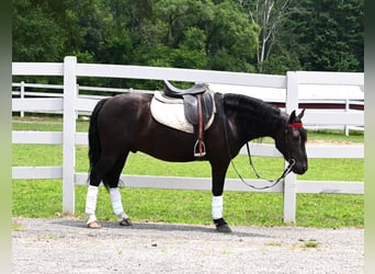 Friesen, Wallach, 4 Jahre, 137 cm, Rappe