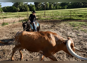 Friesen Mix, Wallach, 4 Jahre, 140 cm, Rappe