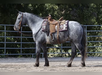 Friesen Mix, Wallach, 4 Jahre, 140 cm