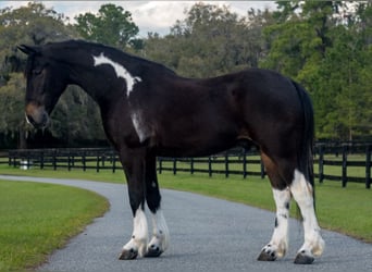 Friesen Mix, Wallach, 4 Jahre, 140 cm