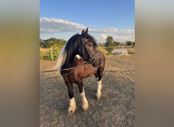 Friesen Mix, Wallach, 4 Jahre, 146 cm, Schecke