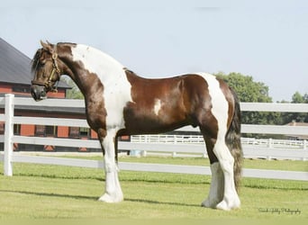 Friesen Mix, Wallach, 4 Jahre, 150 cm, Dunkelfuchs