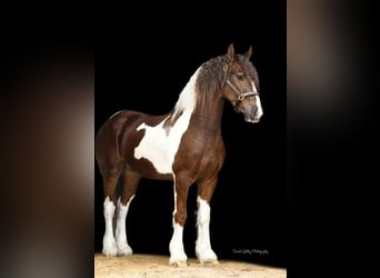 Friesen Mix, Wallach, 4 Jahre, 150 cm, Dunkelfuchs