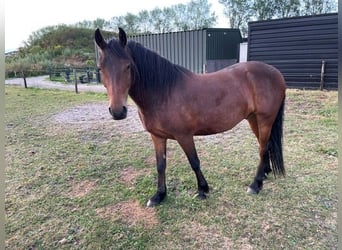 Friesen Mix, Wallach, 4 Jahre, 152 cm, Brauner