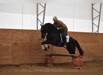 Friesen Mix, Wallach, 4 Jahre, 152 cm, Rappe