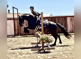 Friesen Mix, Wallach, 4 Jahre, 155 cm, Rappe