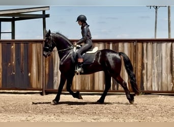 Friesen Mix, Wallach, 4 Jahre, 155 cm, Rappe