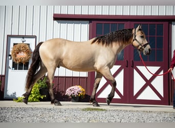 Friesen, Wallach, 4 Jahre, 157 cm, Buckskin