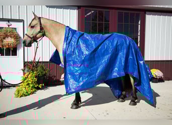 Friesen, Wallach, 4 Jahre, 157 cm, Buckskin
