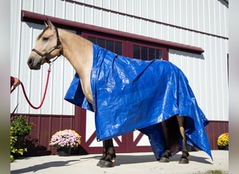 Friesen, Wallach, 4 Jahre, 157 cm, Buckskin