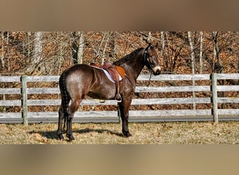 Friesen, Wallach, 4 Jahre, 157 cm, Buckskin