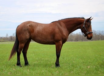 Friesen, Wallach, 4 Jahre, 157 cm, Roan-Bay
