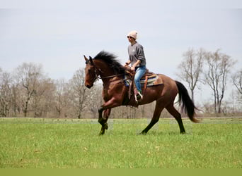Friesen, Wallach, 4 Jahre, 157 cm, Roan-Bay