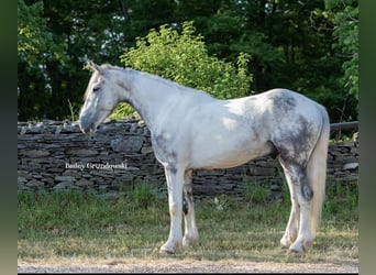 Friesen, Wallach, 4 Jahre, 157 cm, Tobiano-alle-Farben