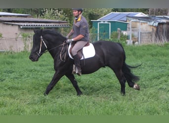 Friesen Mix, Wallach, 4 Jahre, 158 cm, Rappe